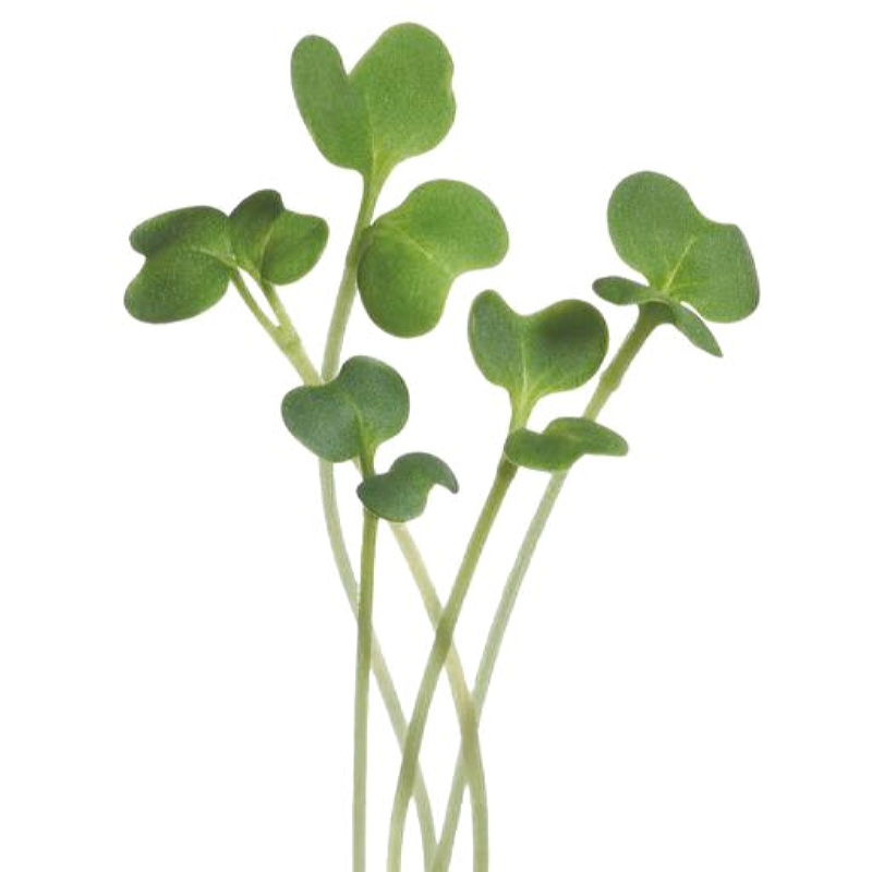 Microgreens, Mizuna Green 080340 GRAM1