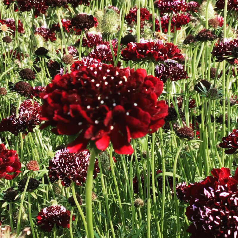 HT Scabiosa, Dove's-foot deep dark purple 147055