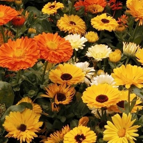 Calendula Pacific Beauty Mix 1gm Approx. Seeds 150 Winter