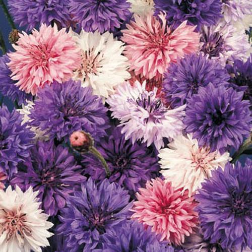 Centaurea cyanus 'Double Ball Mix 1gm Approx. Seeds 220 Winter