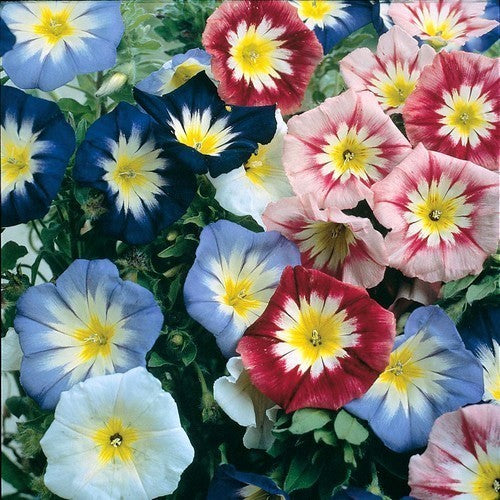 Convolvulus tricolor minor Mixed (Dwarf morning glory) 1G Approx Seeds 100 Summer