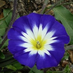 Convolvulus tricolor 'Royal Ensign'(Dwarf morning glory) 1G Approx Seeds 100 Summer
