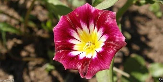 Convolvulus tricolor minor Red Ensign (Dwarf morning glory) 1G Approx Seeds 100 Summer