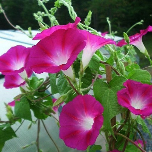 Morning Glory Ipomoea purpurea 'Crimson Rambler' APPROX 50-SEEDS SUMMER