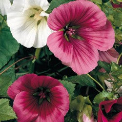 Malope trifida Mix 1g Approx. 350 seeds WINTER