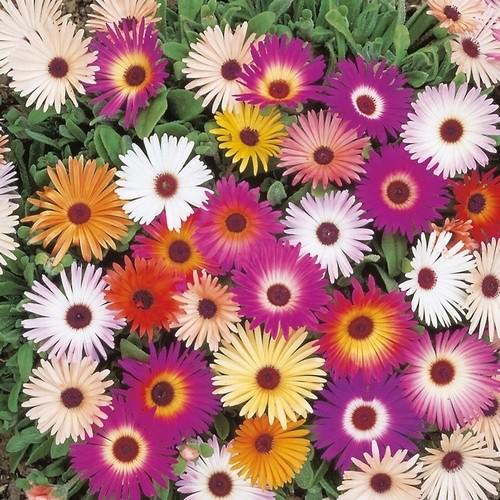 Mesembryanthemum Ice Plant Approx. Seeds 3000 Winter