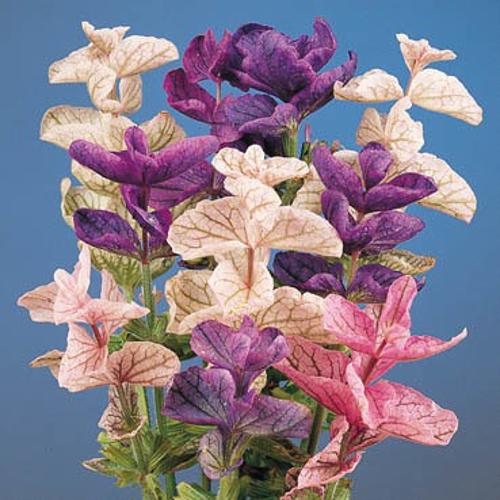 Salvia Tricolor Mix 1gm Approx. Seeds 350 Winter