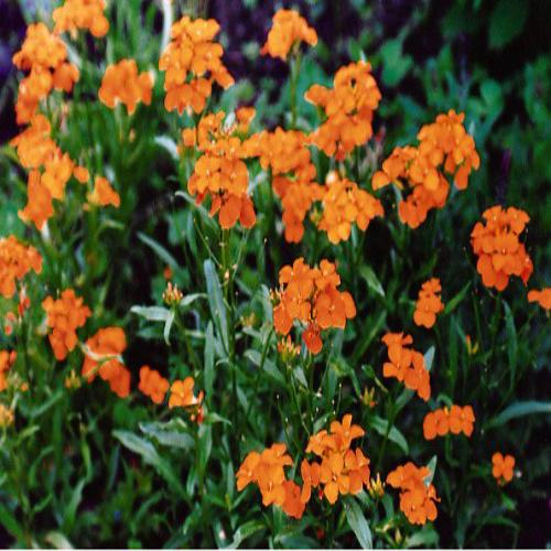 Siberian Wallflower Seeds - Orange (WINTER) SEEDS-550