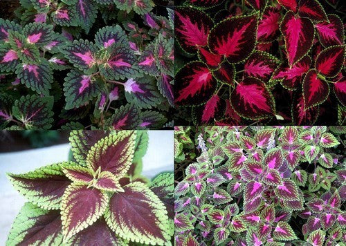 Coleus Improved Rainbow Mix 0.5G Approx. Seeds 1700 Summer