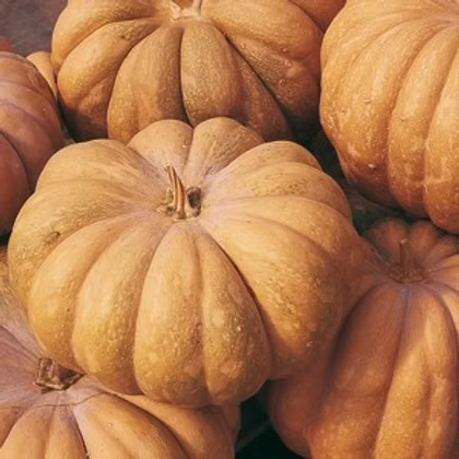 Squash Gram-2