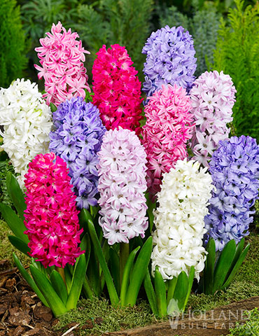 Hyacinths Mixed
