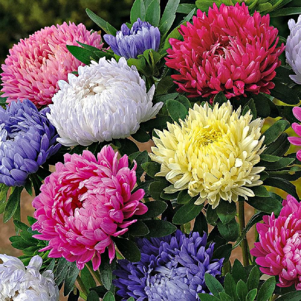 Aster Peony Mix 1gm Approx. Seeds 450 Winter