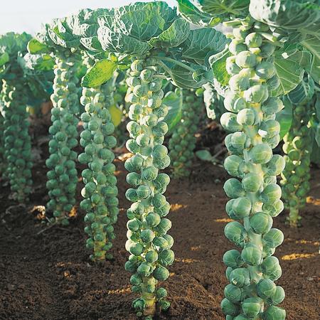 Brussels Sprout