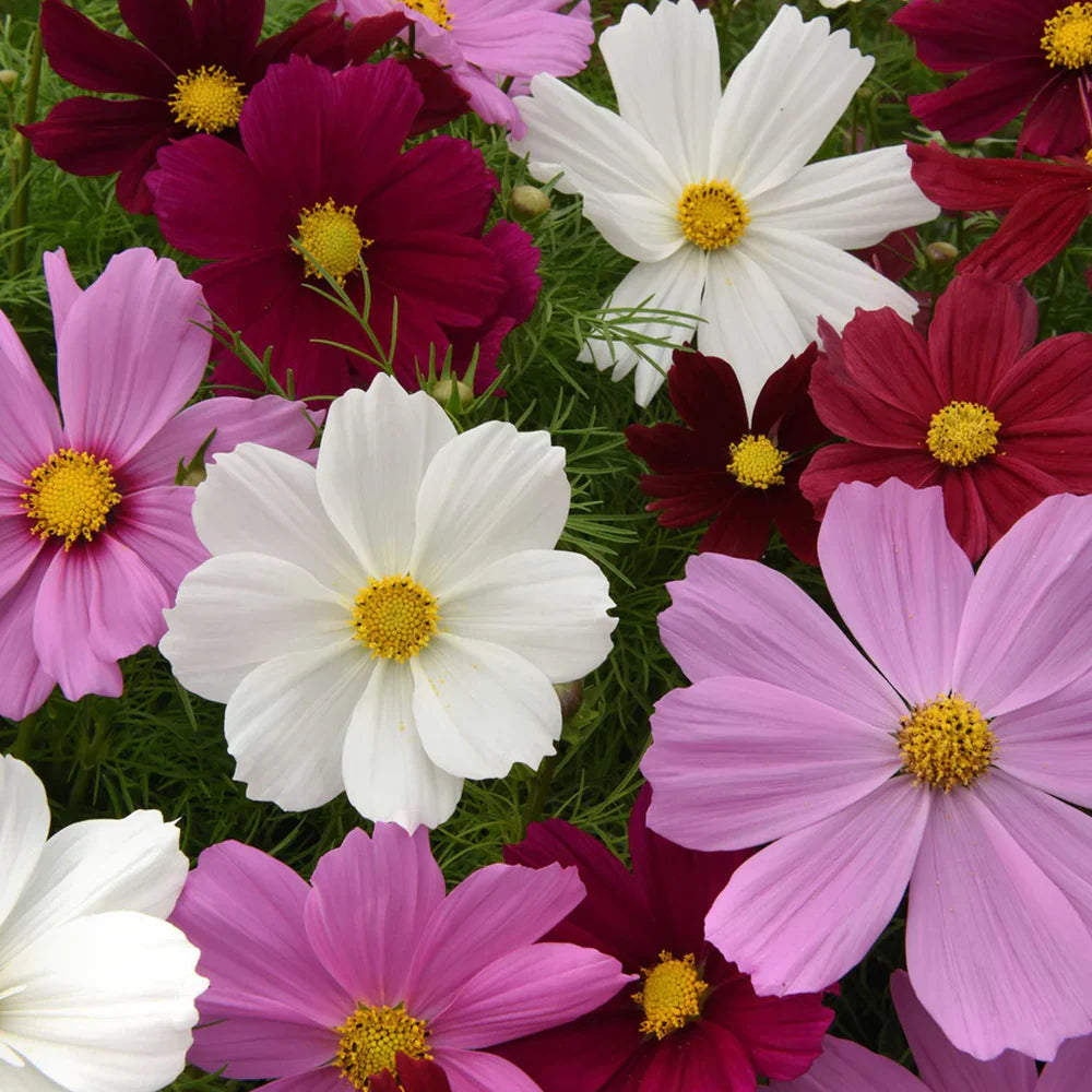COSMOS Sensation Seeds (WINTERl) کاسموس