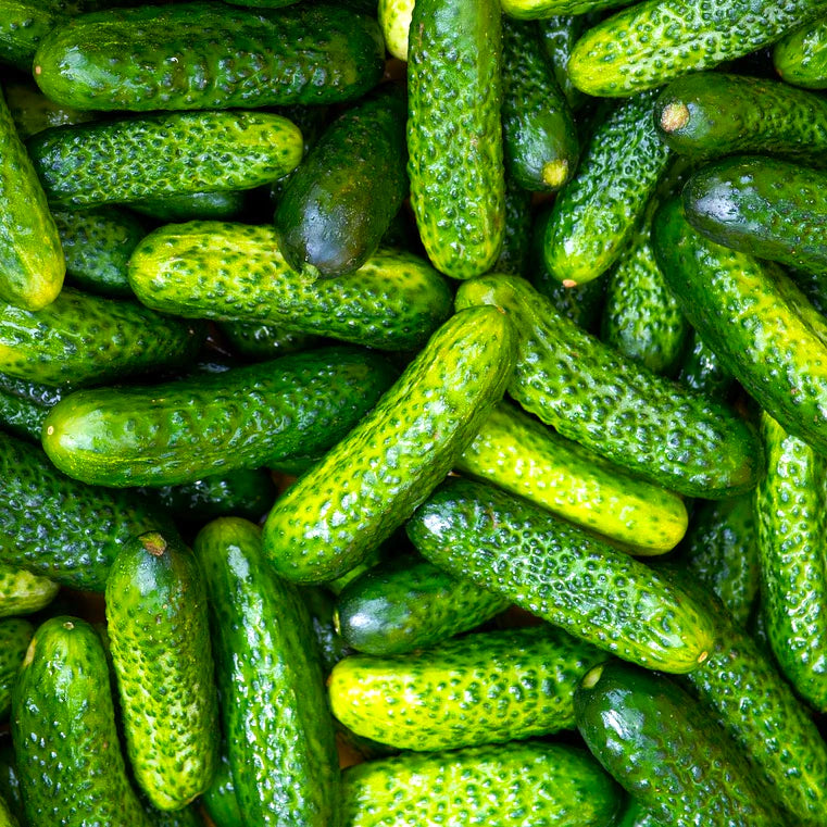 Cucumber Gherkin Gram-2