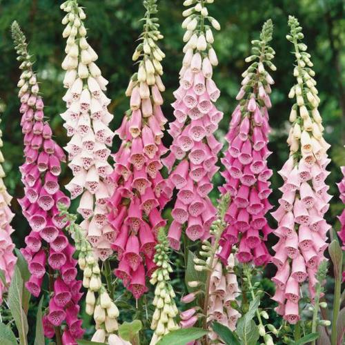 Foxglove Seeds - Gloxiniaeflora Mix 0.5gm Approx. Seeds 5000 Winter