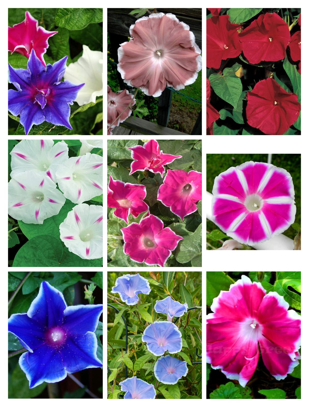 SUMMER DEAL SEEDS 05 MORNING GLORY 25VARIETY
