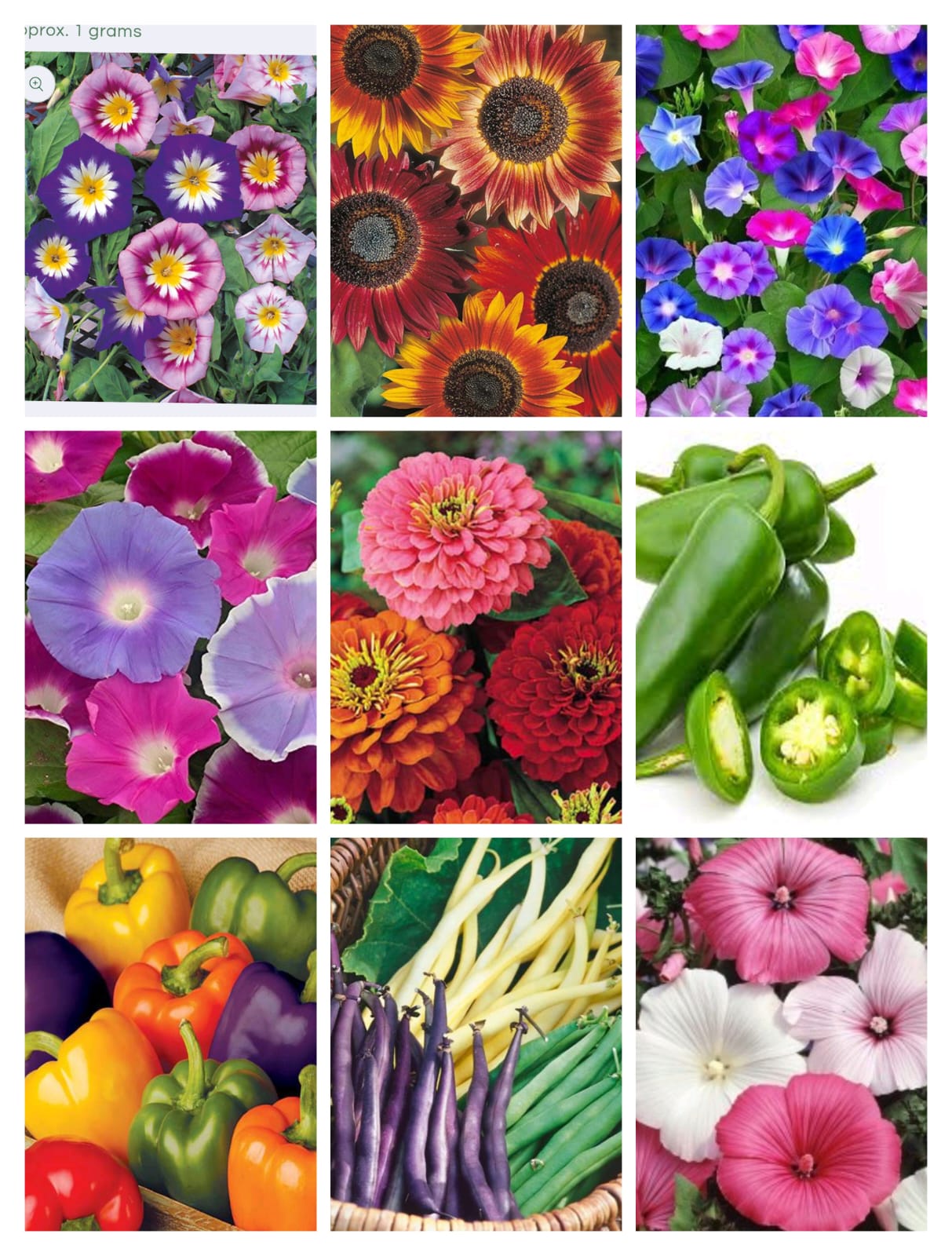 SUMMER DEAL SEEDS 01