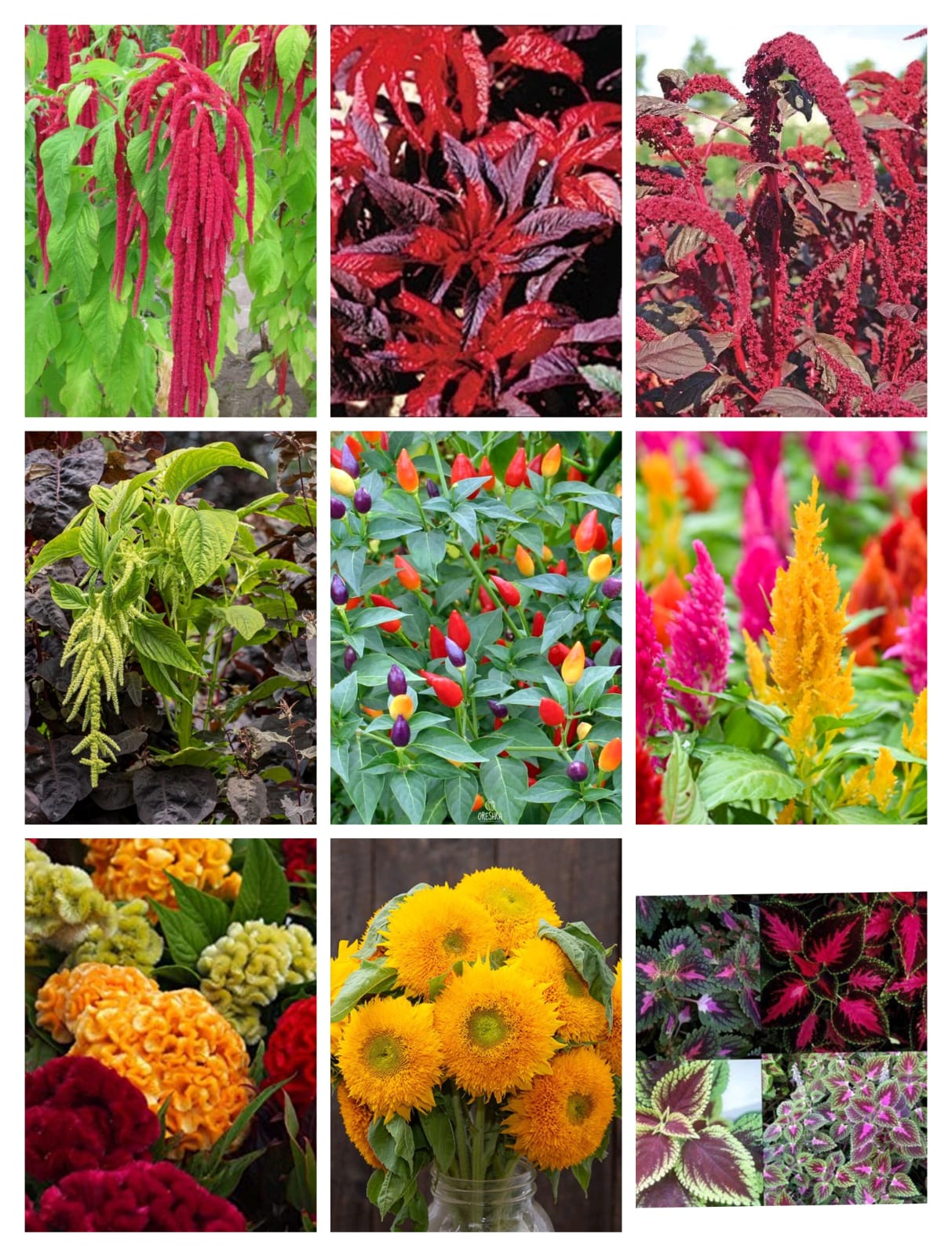SUMMER FLOWER DEAL SEEDS 02