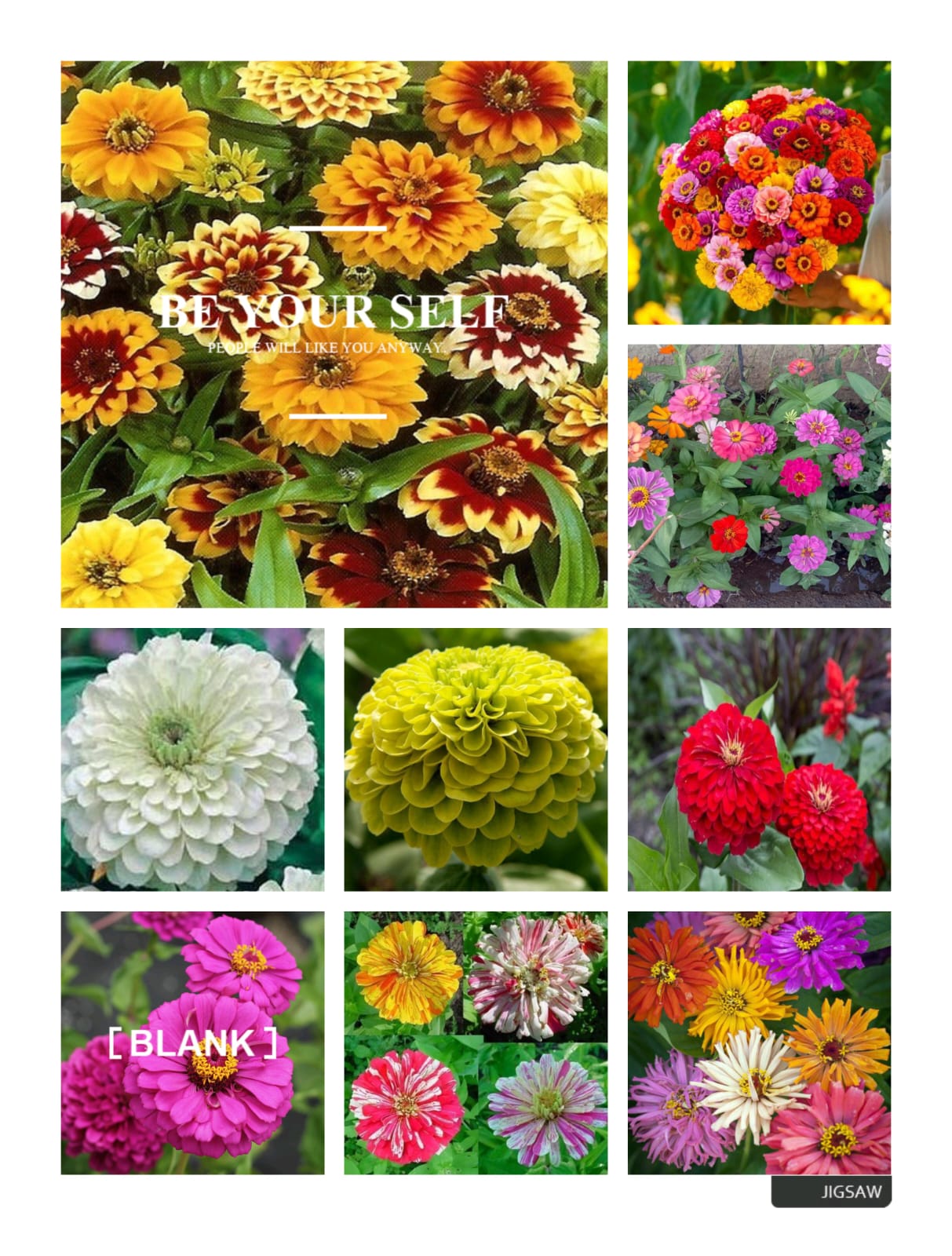 SUMMER DEAL SEED 03 ZINNIA 15 TYPE
