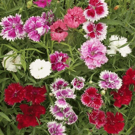 Dianthus Double Semi Dwarf Mix Seeds-450
