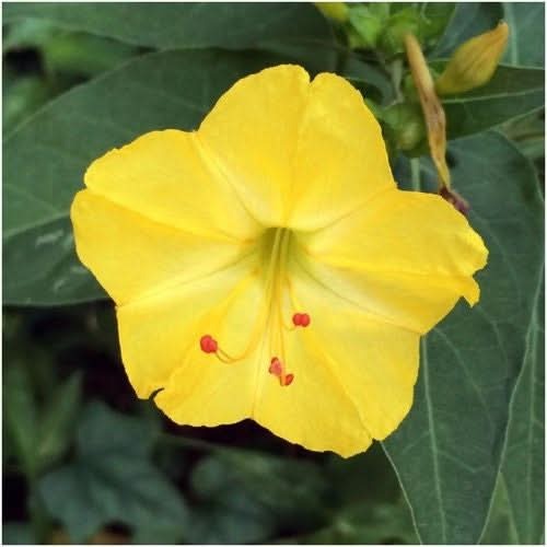 Four O'clocks Yellow 1gm Approx. Seeds 16 Summer