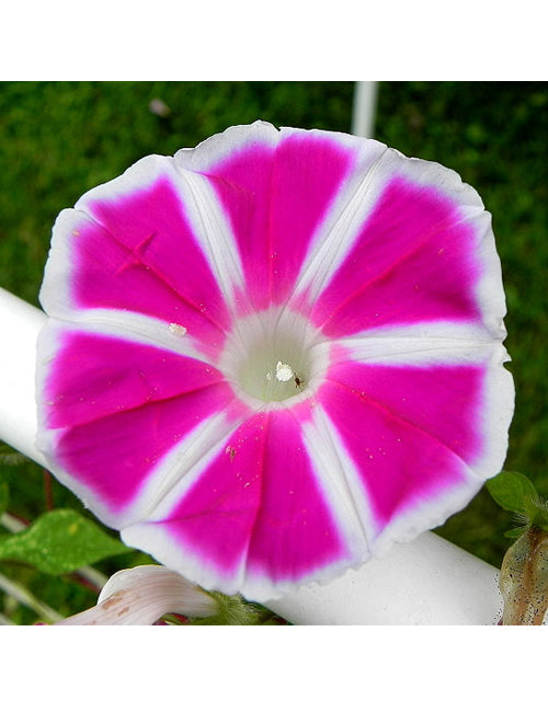 Morning Glory Rosita Approx 10-Seeds 0.5G Summer