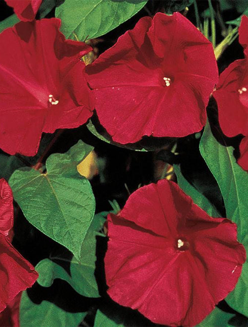 Morning Glory (Ipomea) 1g Scarlet O’Hara 20+SEEDS