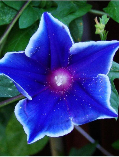 Morning Glory Blue Picotee Approx 5-Seeds