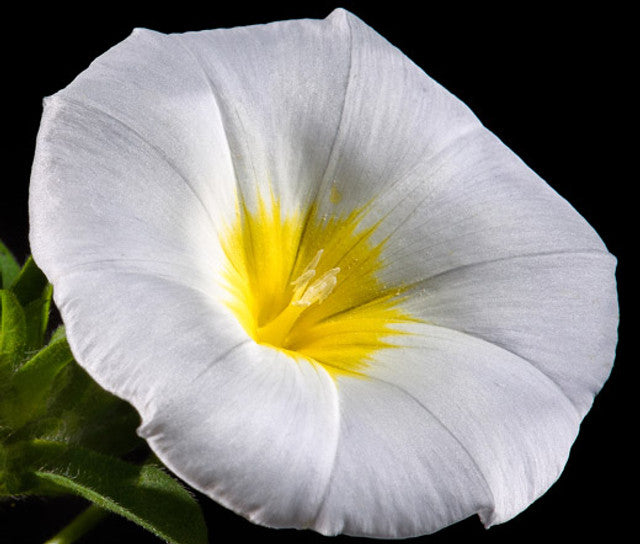 Convolvulus tricolor minor White Ensign (Dwarf morning glory) 1G Approx Seeds 100 Summer
