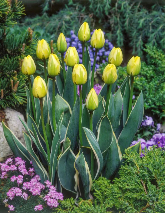 Tulips Jaap groot