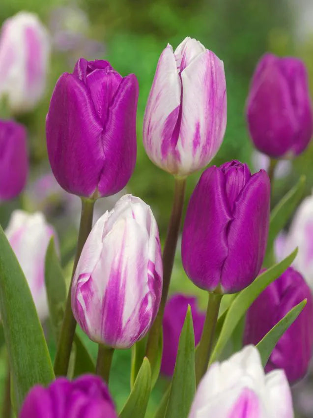 Tulips Flaming Flag 12+