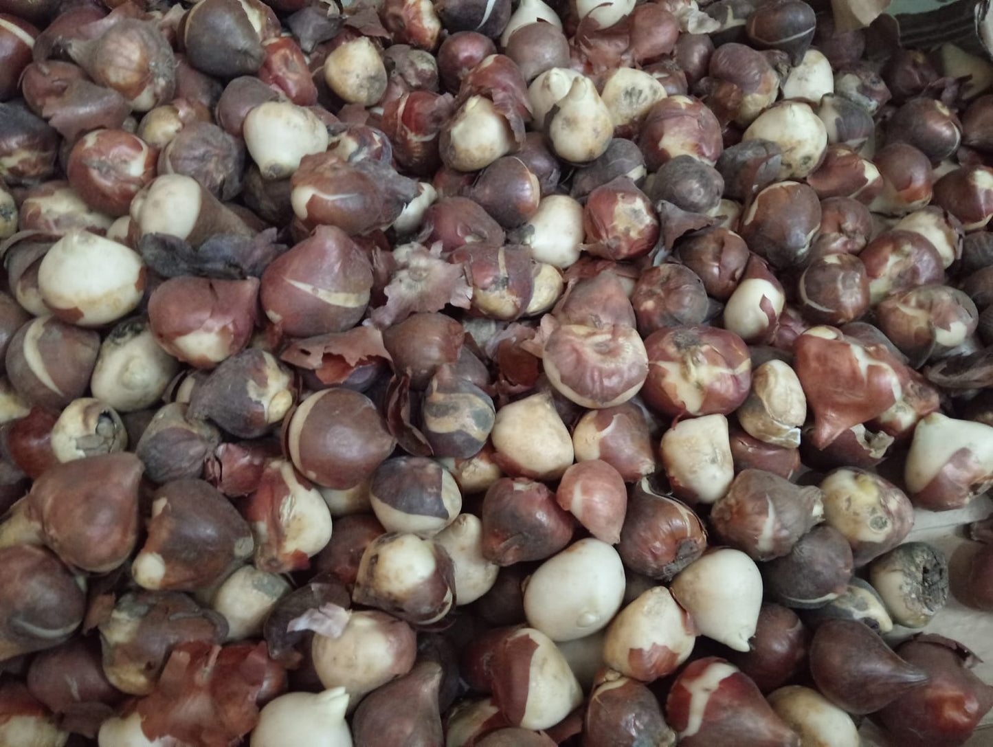 Tulip Darwin hybrid mix