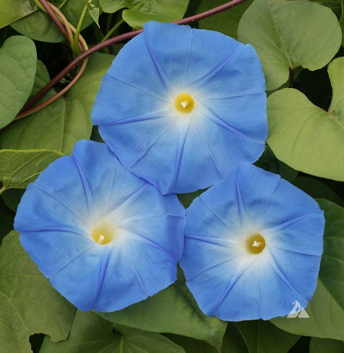 Morning Glory Heavenly Blue Per Gram Summer SEEDS 30