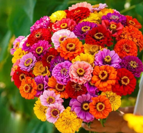 Zinnia Button Box Seeds - Cut and Come Again(Summer)زینیا - مکس