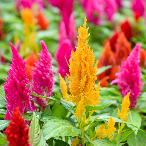 Celosia Pampas Plume Dwarf Mix 1gm Approx. Seeds 1800 Summer