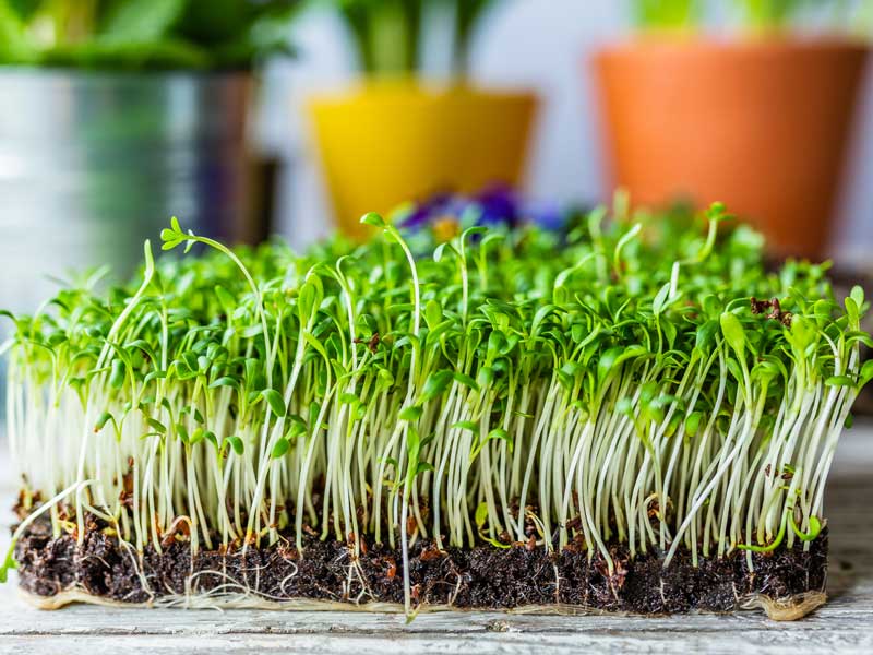 Cress Crescione Gram-1