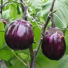 Aubergine Gram-1