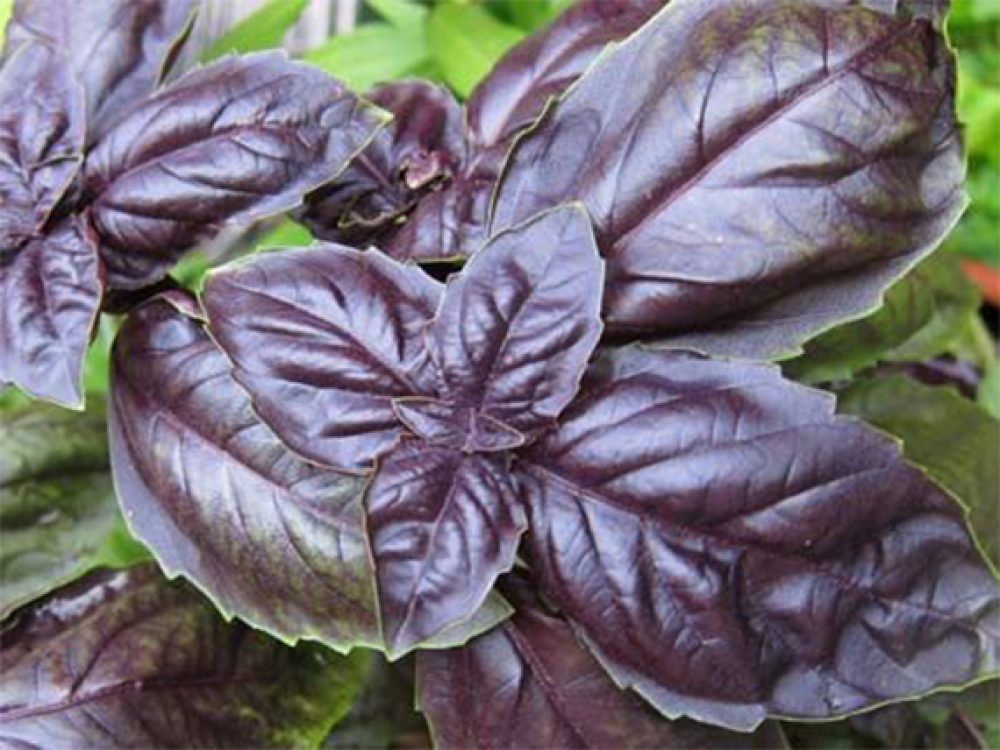 BASIL FOGLIA RED PER GRAM