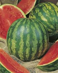 Watermelon Anguria Crimson Sweet