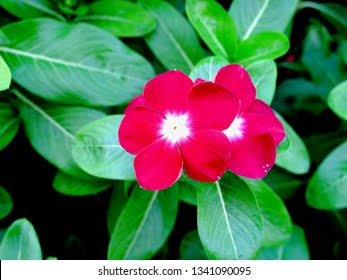 Catharanthus roseus dwarf little Linda Deep Rose 0.5-G 350Seeds