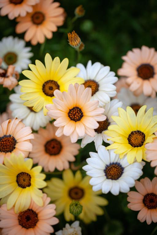 Dimorphotheca Sinuata Mix Seeds (African Daisy) 0.5G – Buy Flower Seeds Online in Pakistan