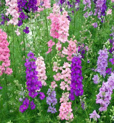 Larkspur Imperial Mixed Flower Seeds – Buy Flower Seeds Online in Pakistan