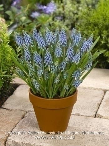 GRAPE HYACINTH - MUSCARI ARMENIACUM 7/8