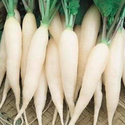 RADISH RAVANEELLO CHANDELLE DE GLACE APPROX SEEDS 2GRAM