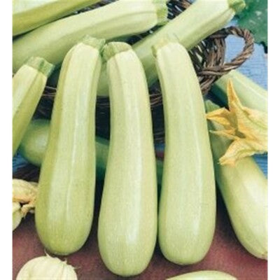 Zucchino Gram-2
