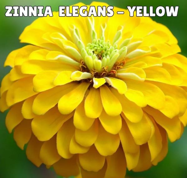 Zinnia Elegans Seeds- Yellow (Summer) زینیا پیلا