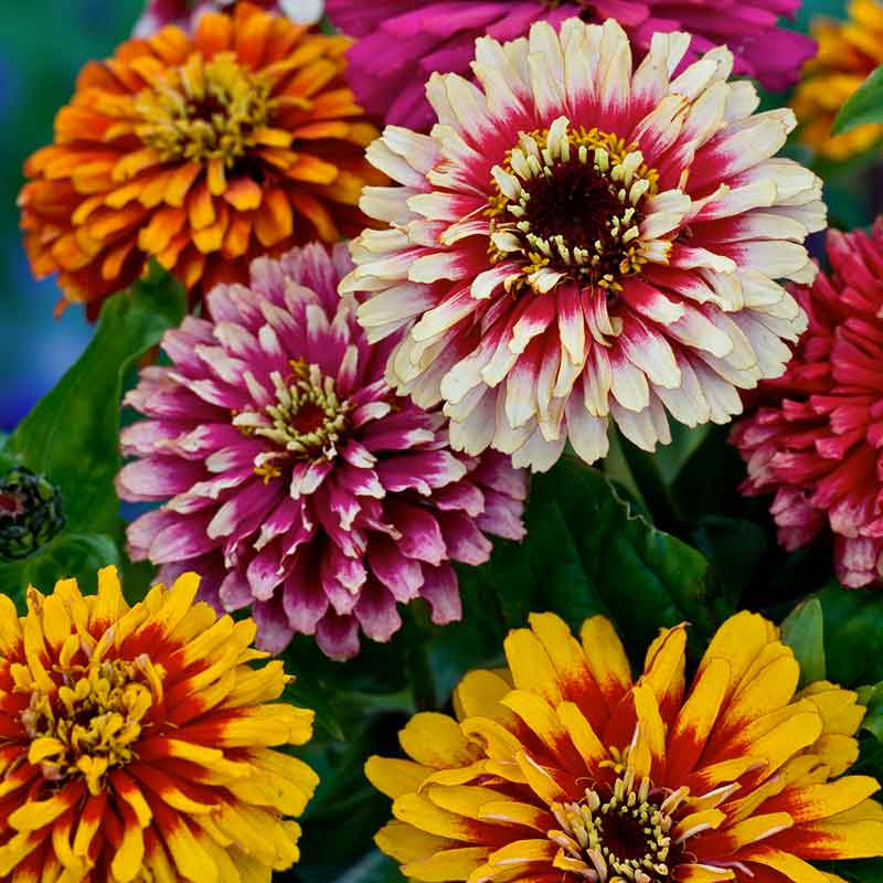 Zinnia Seeds Swirls Mixed Per Gram-100