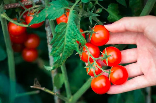 A Beginner's Guide to Growing Juicy Red Cherry Tomatoes