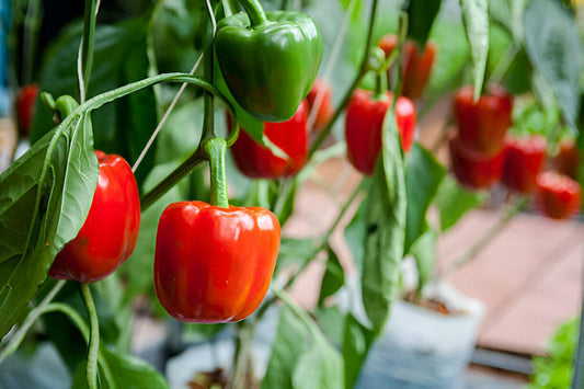 🌶️ Growing Yellow & Red Peppers in Pakistan: A Complete Expert Guide